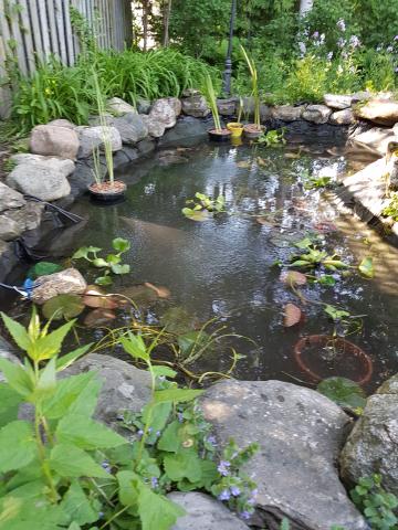 pond_redo_%283%29.jpg